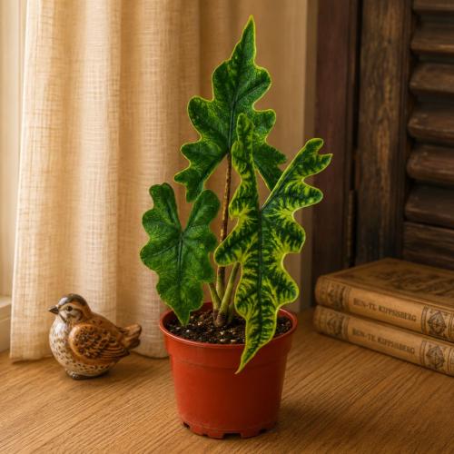 ألوكاسيا جاكلين / Alocasia Jacklyn