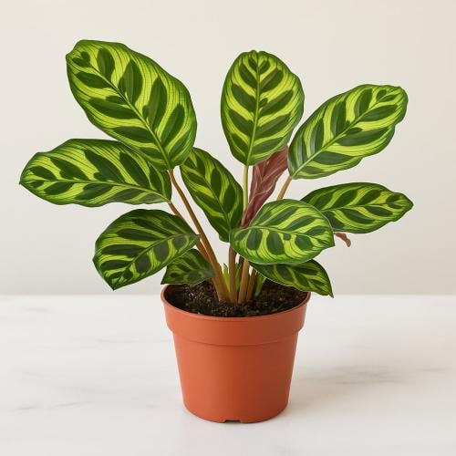 كالاتيا ماكوي