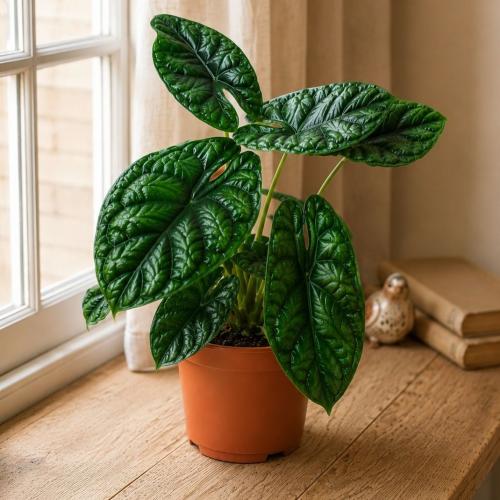 نبتة الألوكاسيا دراغون سكيل – Alocasia Dragon Scal...