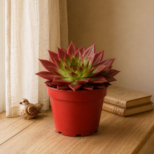سيدوم فاير ستورم (Sedum Firestorm)
