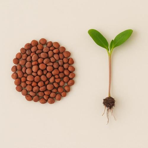 بذور - فجل
