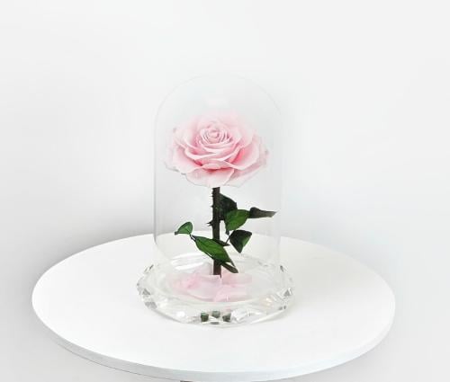 ورد طبيعي دائم وردي