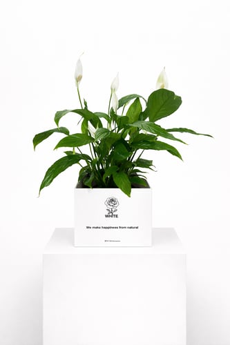 نبتة السلام