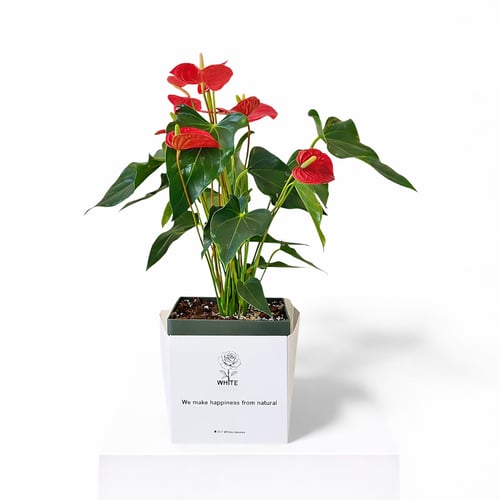 نبتة أنثوريوم الحمراء (Anthurium Red)