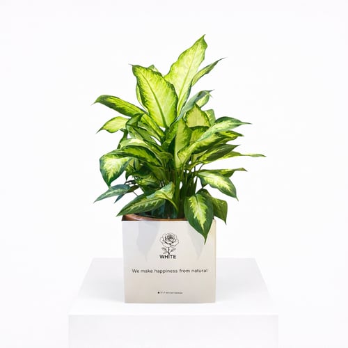 نبتة ديفنباخيا – نبات زينة داخلي بأوراق خضراء مميز...