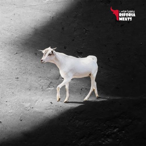 Moorabi goat (10-13) kilograms