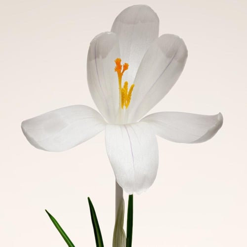 ماء عطر أرماني بريفيه عود ناكريه