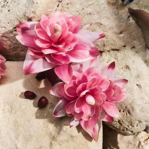 ماء عطر لايت بلو كابري إن لوف للسيدات