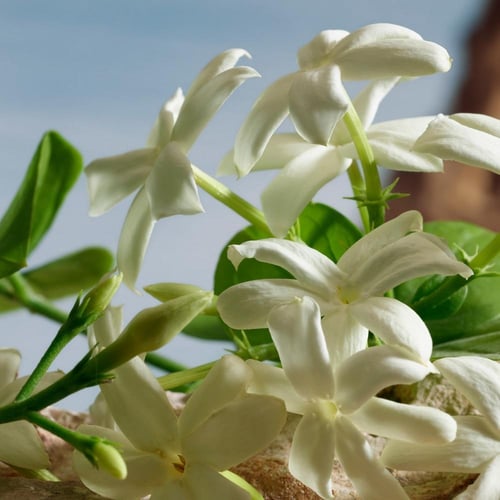 عطر كيو من دولتشي آند غابانا