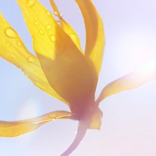 لا ڤي إي بيل سوليل كريستال