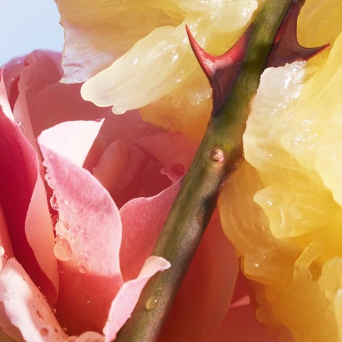 ماء تواليت لا بيتيت روب نوار