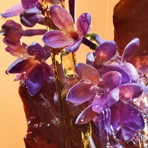 بولغاري آليجرا روكين روم