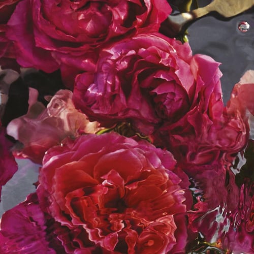 جيرلان أكوا اليجوريا فورتي روزا روسا