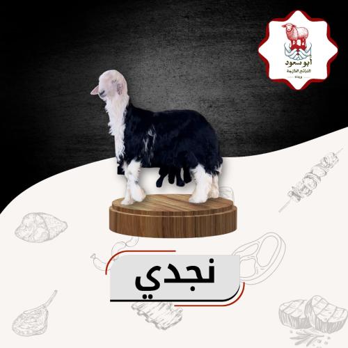 نجدي صغير