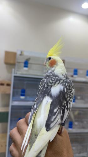 كروان فراشة