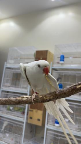 دره هولنديه البينو عيون حمر