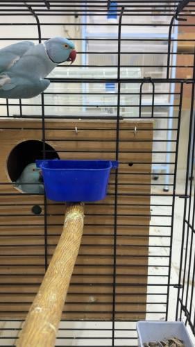 جوز دره هولندي منتج