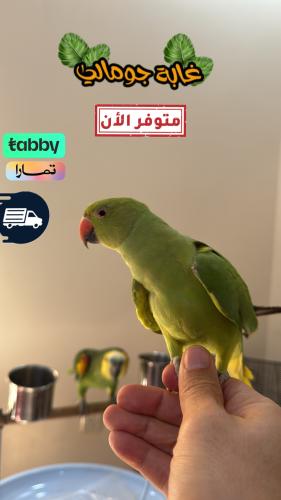 دره هندي