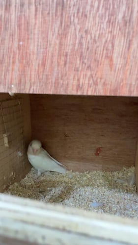 جوز روز البينو منتجين عيون حمر