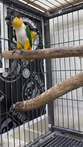 كايك بلاك هد