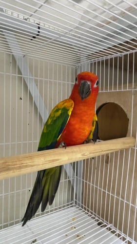 جوز صن كنيور جامبو ودبل رد