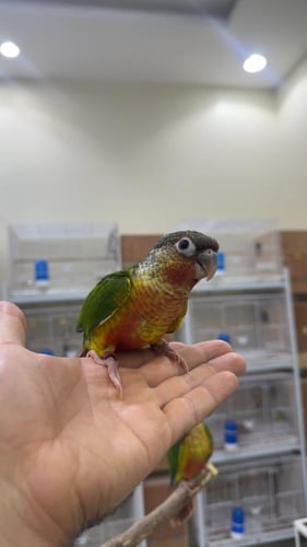 فروخ كنيور يلو سايد دبل رد فاكتوري