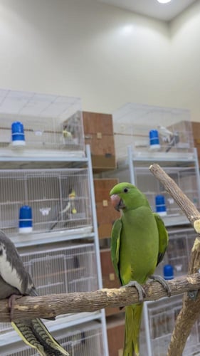 دره هندي جامبو