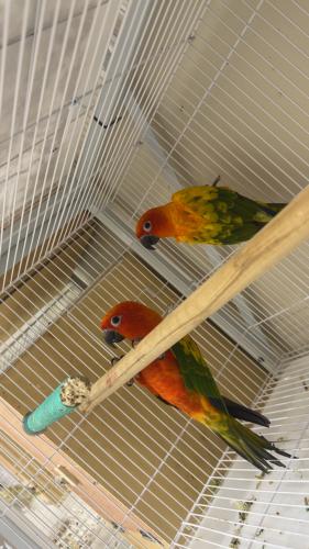 جوز صن كنيور جامبو ودبل رد