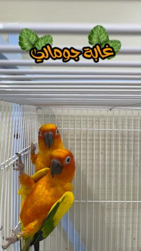 جوز صن كنيور