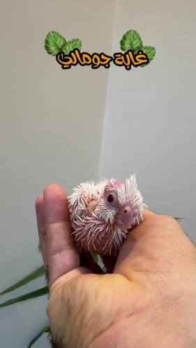 مجموعة فروخ كروانات