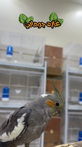 فرخين كروان نهاية غر