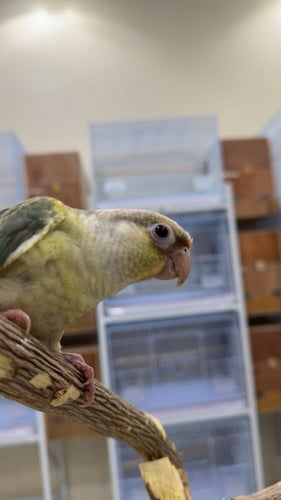 كنيور سينامون تركوازي