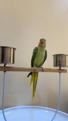 دره نيبالي حجم جامبو