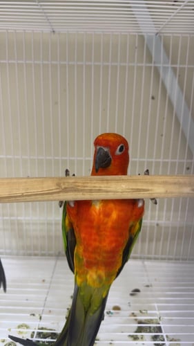 جوز صن كنيور جامبو ودبل رد