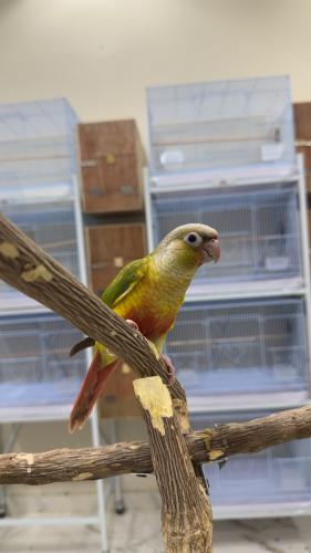 كنيور اناناس