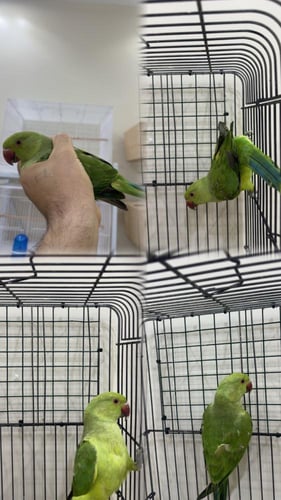 3 ببغاوات درة هندي ( جمله ) مع الاقفاص