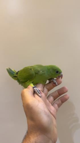 ببغاء دره هندي