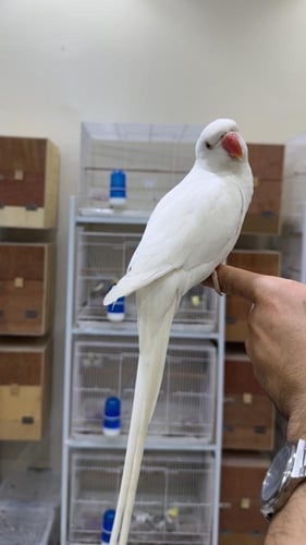 دره هولنديه البينو عيون حمر