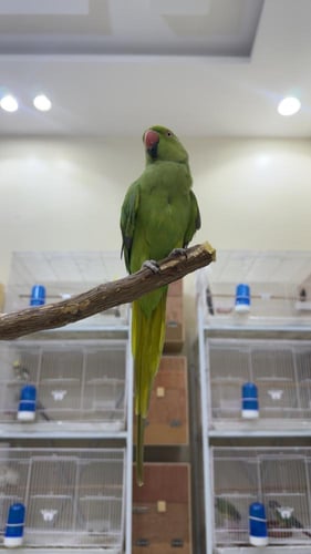 دره هنديه حمامه