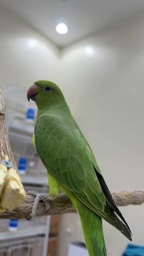 دره هندي جامبو