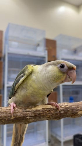 كنيور سينامون تركوازي