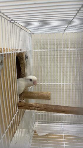 جوز روز ألبينو عيون حمر