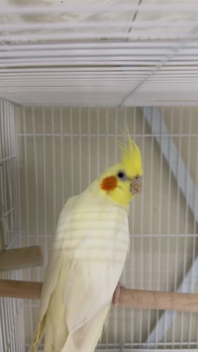 جوز كروان لاتينو