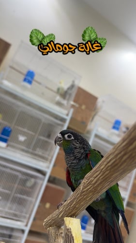 بيرلي حجم جامبو من جوز كريمسون