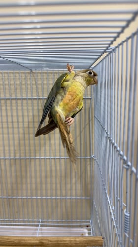 كنيور سينامون اناناس ( تركوازي )