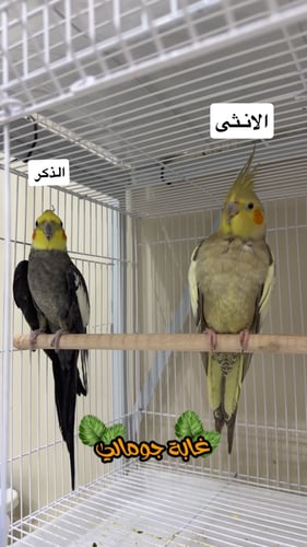 جوز كروان منتج معاه 6 بيضات