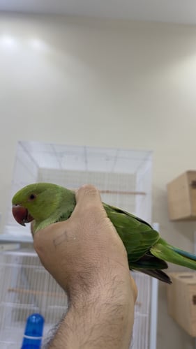 دره هندي