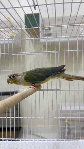 كنيور سينامون اناناس ( تركوازي )