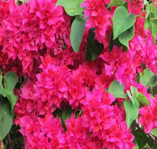 جهنميه ورد مكبس اللون احمر