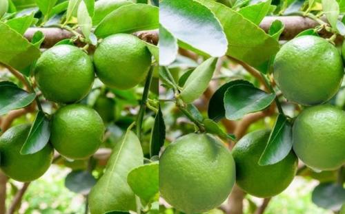 ليمون شهري ( ليمكواه)